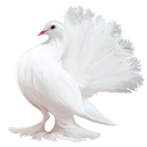 Pigeon PNG-54600